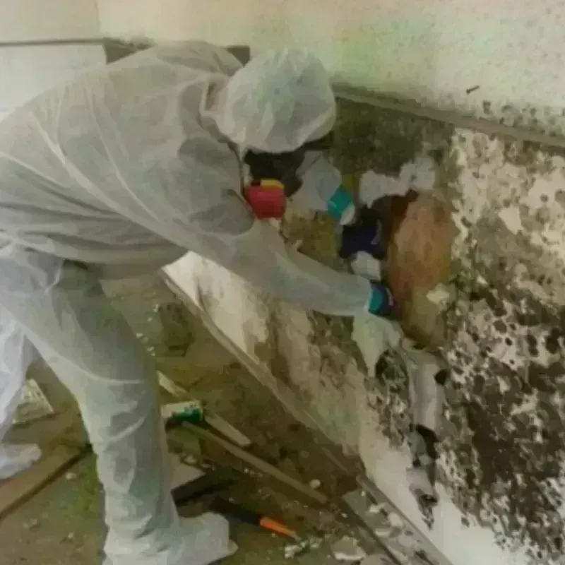 Mold Remediation and Removal in Sulligent, AL